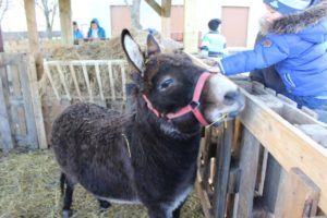 Żywa szopka, parafia Św. Brata Alberta Świebodzice